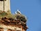 Stork chicks in a nest