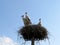 Stork chicks in a nest