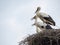Stork chicks waiting in the nest