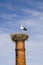 Stork on chimney