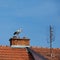 Stork on the chimney