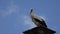 Stork on Chimney, Bird on House Horn at Countryside, Rustic View, Wildlife Animals in Natural Environment