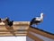 Stork on a church roof