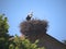 Stork on Church at Skala Kalloni Lesvos Greece