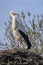 Stork ciconia ciconia in its nest in the Natural Park of the Marshes of AmpurdÃ¡n