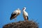 The Stork in the Citadel of Chellah, Rabat,Morocco