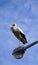 Stork in the city. A bird sits on a lighting mast