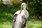 Stork cleaning its feather thoroughly near big lake