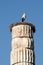 Stork on column, Ephesus, Turkey