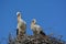 A stork couple in the nest