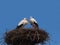 Stork couple in a nest