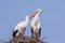 Stork couple on a nest