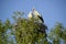 Stork couple on a nest