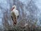 Stork couple nesting