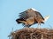 Stork couple reunited in the nest and displaying joy