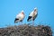 Stork couple on their nest in springtime in Portugal