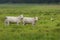 Stork and cows on a meadow