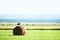 Stork on dry hay bale on green meadow