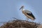 Stork in the Ecomuseum of Mulhouse in Alsace