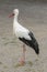 Stork in the Ecomuseum of Mulhouse in Alsace