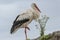 Stork in the Ecomuseum of Mulhouse in Alsace