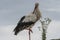 Stork in the Ecomuseum of Mulhouse in Alsace