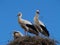 Stork family