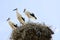 Stork family