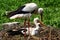 Stork family