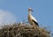 Stork family in nest