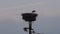 Stork family nest on a power pole in Lower Saxony in Germany