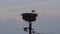 Stork family nest on a power pole in Lower Saxony in Germany