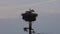Stork family nest on a power pole in Lower Saxony in Germany