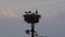 Stork family nest on a power pole in Lower Saxony in Germany