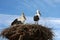 Stork family in their nest against blue sky