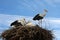 Stork family in their nest against blue sky