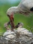 Stork is feeding his kids