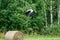 stork in the fields in country