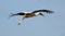 A stork flies to new hot lands, migration time