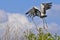 Stork in Flight