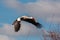 A stork in flight