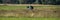 Stork in flight over a meadow in the countryside