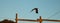 Stork flying over fence.