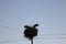 Stork flying. White Stork nest on a pole .