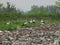 Stork gang on dumpyard