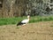 Stork gracefully walks the field
