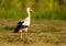 Stork in the grass