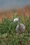 Stork in grassy patch