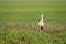 Stork in green paddy field