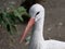 Stork on ground, a friendly, peaceful bird